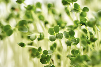 Broccoli sprout